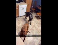 Brown dog whining at hooman and jumping 3 feet high