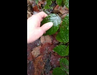 Filmer peel off frozen skin of green leaf
