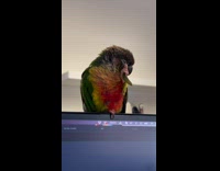 Parrot scratch self on head using feather