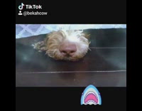 Brown dog lays down under bed blanket 