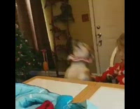 Dog jumps on dinner table fail