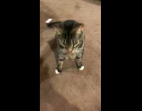 Collab Clips_MPUGC2 - Owner sings to cats then hits camera