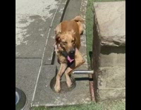 Golden retriever dog blue bandana plays water