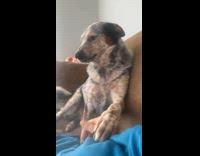 Collab Clips MPUGC - Dog wants to hold hands pet