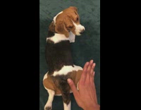 Lady gently slaps dogs butt 