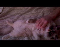 Collab PLC - Man rubs chest of kitten on bed