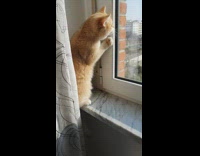 Orange cat sits on white marble windowsill 