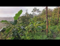 View from top of mountain green trees 