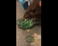 Clips mpugc - Rat eats green jelly from spoon