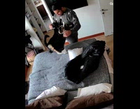 Cats excited to see human home