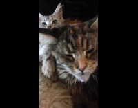 Cute cat lays next to dirty looking cat on owners lap