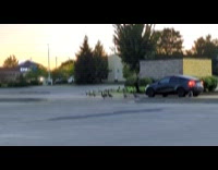 Geese blocks the car at parking lot