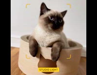 Cat sits inside brown scratcher bowl bed