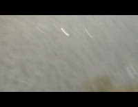 Fish swims under the lake frozen and used as ice rink