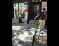 Westie dog lays on ground on walk 