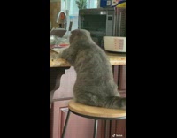 Cat sitting on chair watches mom cook 