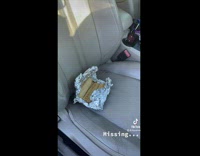 Collab BitchIG2 - Husky dog steals tamale from car seat