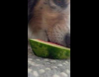 Dog eat watermelon on the floor asmr