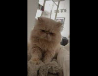 Grumpy Cat Pushes Down Blanket Beneath it