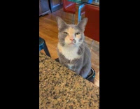 Pet cat on the chair sleepy and meows in a low voice