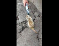 Person interacting with meerkat using water bottle 