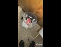 Collab Clips mpugc - Cat in cone cold cut stuck