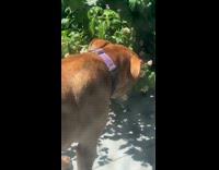 Brown dog caught eat flower on plant