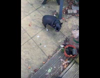 Dog stand and lean on legs headpat