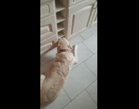 Dog put face inside cabinet small shelf