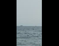 two dolphin fins seen off coast