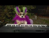 Corgi dog plays piano feather costume