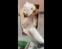 Cat sleeping inside cardboard box on table