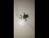 Ants carry dead beetle bug across floor