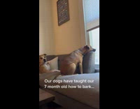 Dogs taught baby to bark 