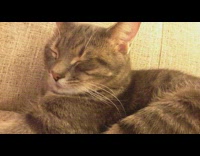 Calico cat sits on couch and snores while sleeping 