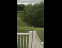 Collab WeirdM - Dog falls rolls down grass hill fail