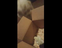 Cute white fluffy dog watching baby chicks inside of box