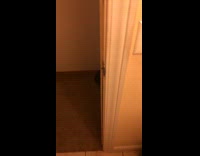 Small black dog bite tails spin around