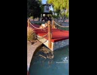 Golden retriever dog runs and jumps pool 