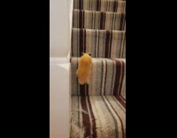Small hamster climbs up house stairs