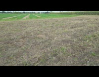 Drone Follow Flock of Birds Fly in Circles Part 2