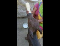 Woman feed milk to calf use bottle