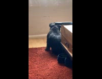 Dog scratch back on table like twerking