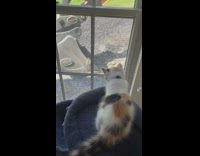 Cat watches bulldozer hit wall of room