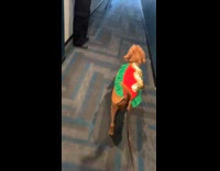 Brown dog wear hotdog costume at hallway