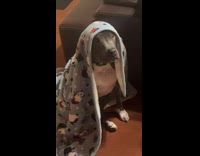 Dog fighting off sleep while parents drink 