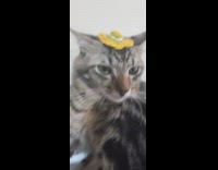 Girl put small yellow hat over cat