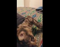 Cat tries to get out of jacket sleeve 