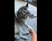Collab BitchIG2 - Dog gives woman its paw 
