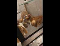 Three cats drinking from sink